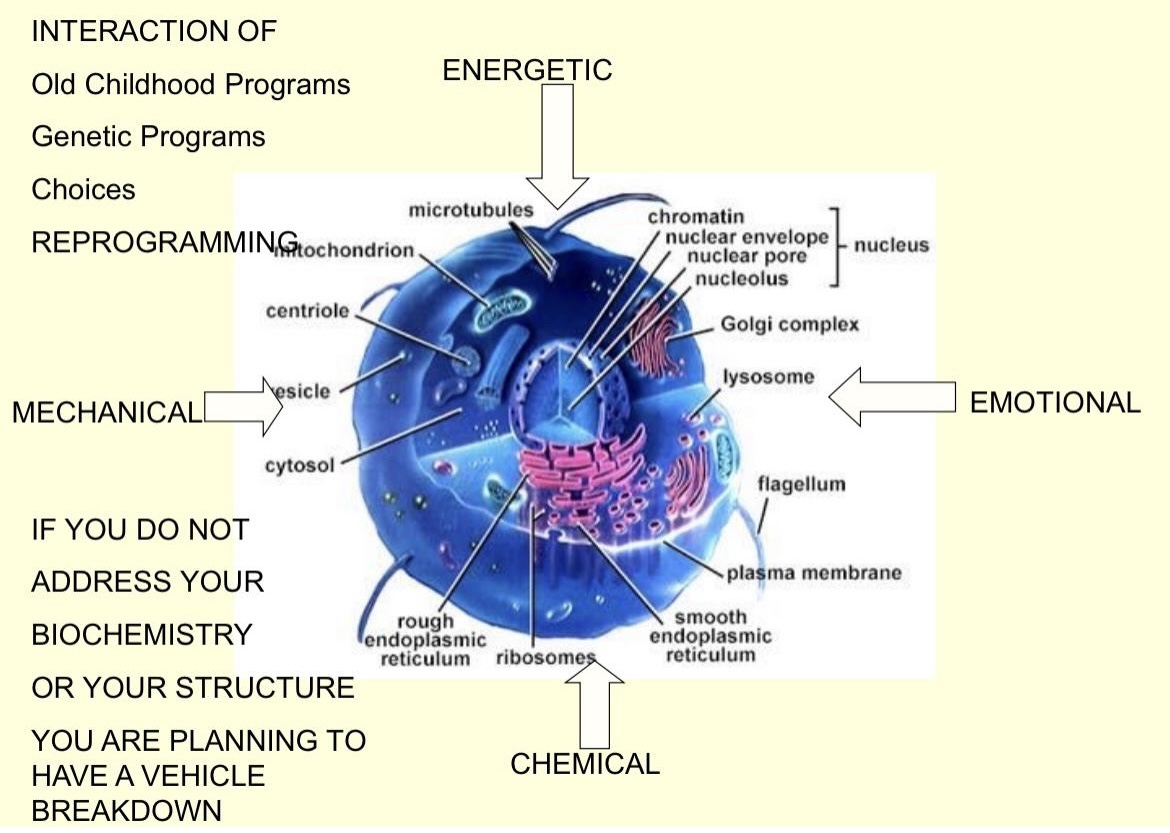 Diagram showing energetic, emotional, chemical and mechanical influences acting on a human cell